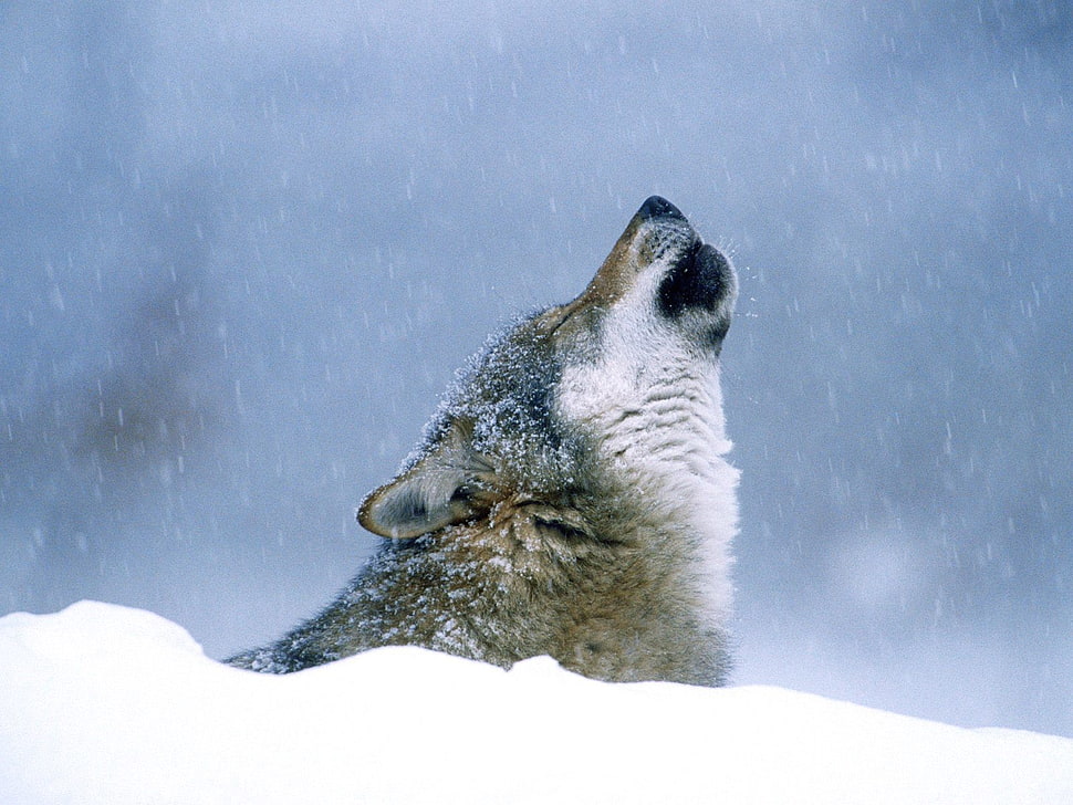 gray and white wolf, animals, wolf HD wallpaper