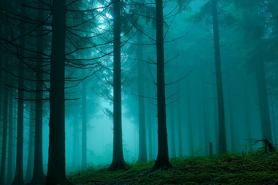 green leafed trees, forest, mist, trees HD wallpaper