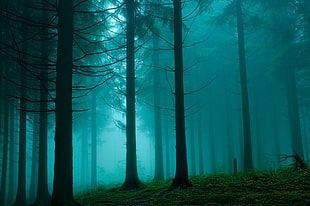 green leafed trees, forest, mist, trees