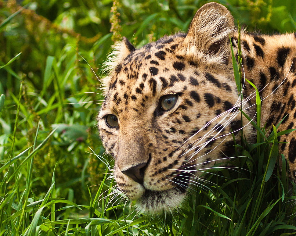 cheetah beside green grasses HD wallpaper