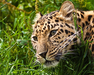 cheetah beside green grasses