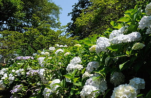 white hydrangea garden HD wallpaper