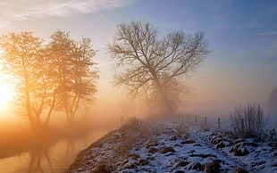 landscape photography of trees during snow and fog near river
