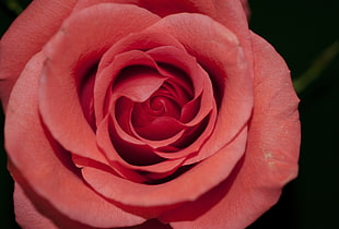close up shot of red rose HD wallpaper