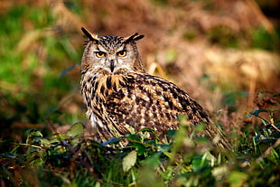 depth of field photography of owl on green grass