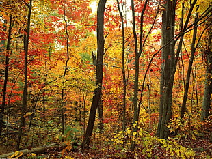 photograph of forest during autumn season