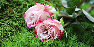 two pink Roses on the grass HD wallpaper