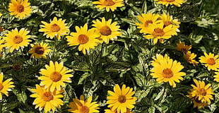 closeup photography of bed of sunflower