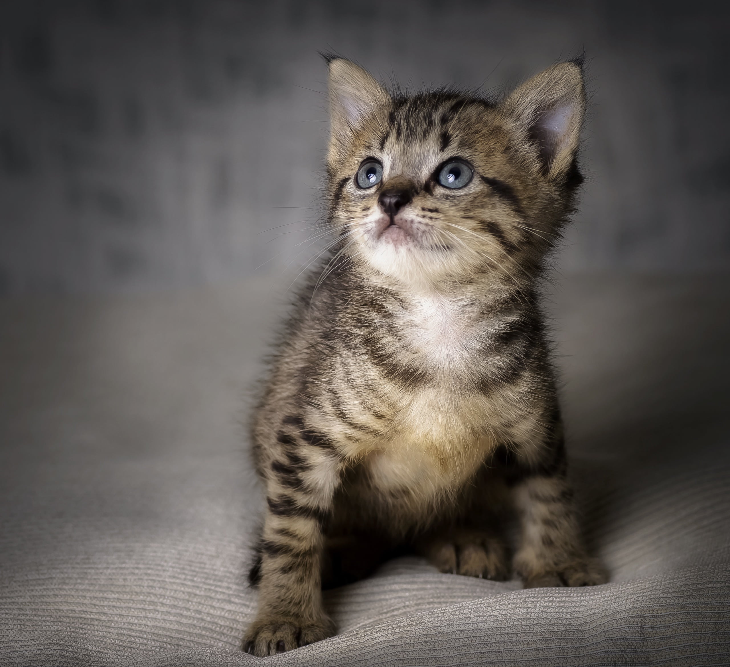 brown tabby kitten, baby animals, kittens, cat