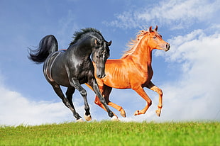 brown and black horses, animals, horse