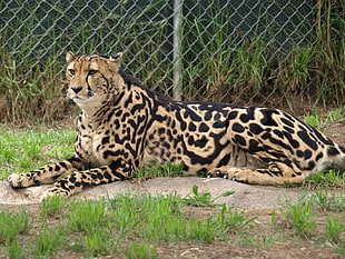 black and brown cheetah