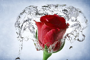 red rose with clear water splash