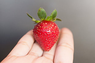 person holding red strawberry in tilt shift photography