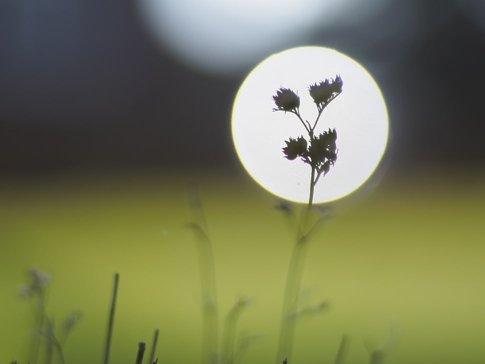 micro photography of flower HD wallpaper