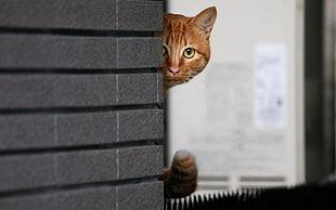 orange tabby cat hiding behind black wall
