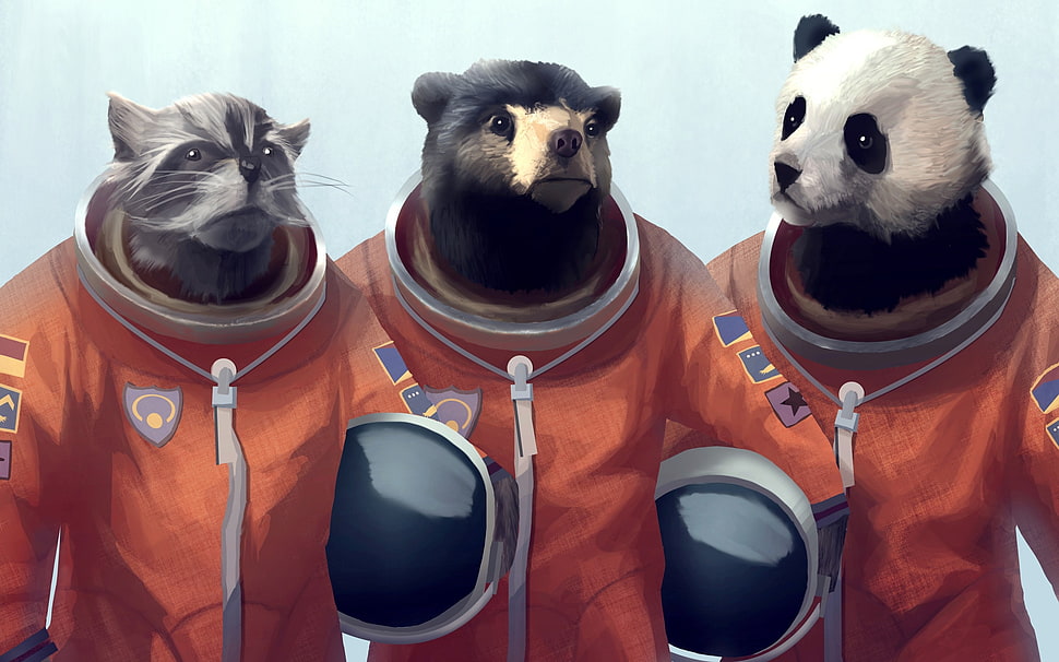 Cat,  Bear,  Panda,  Costume HD wallpaper