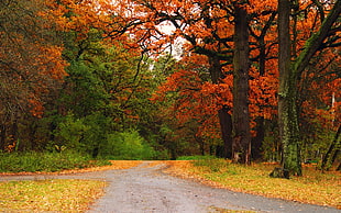 autumn season trees during daytime HD wallpaper