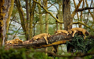 lioness on brown tree log sleeping