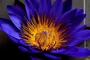 Blue lotus,  Star lotus,  Water lily star,  Petals HD wallpaper