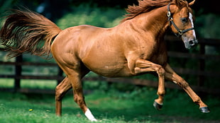 brown horse, horse, animals HD wallpaper