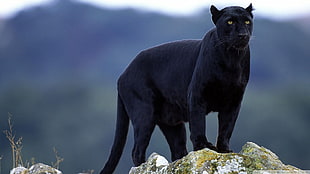 black panther, panthers, big cats, animals, Black Panther