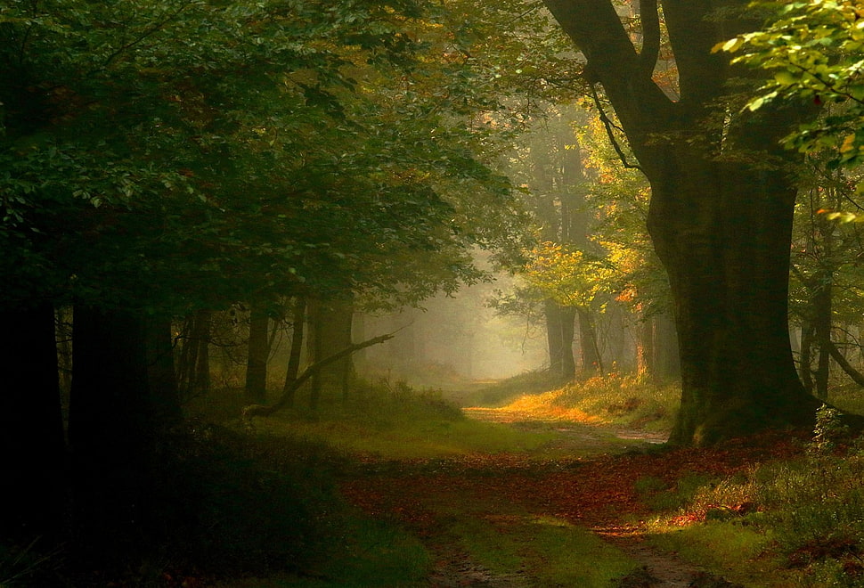 green forest, photography, landscape, nature, fairy tale HD wallpaper