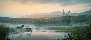 two brown horse standing on water near grass, painting, Ukraine, horse, windmill