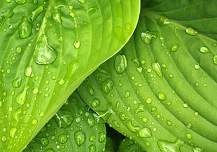 leaves, rain, green, water drops