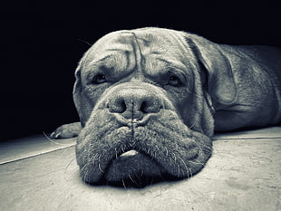 gray chinese sharpei laying on The floor