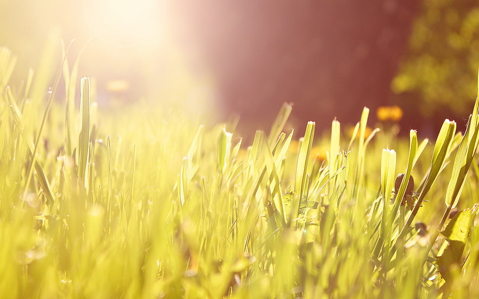 closeup photography of grass HD wallpaper