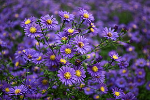 Purple and Yellow Flower HD wallpaper