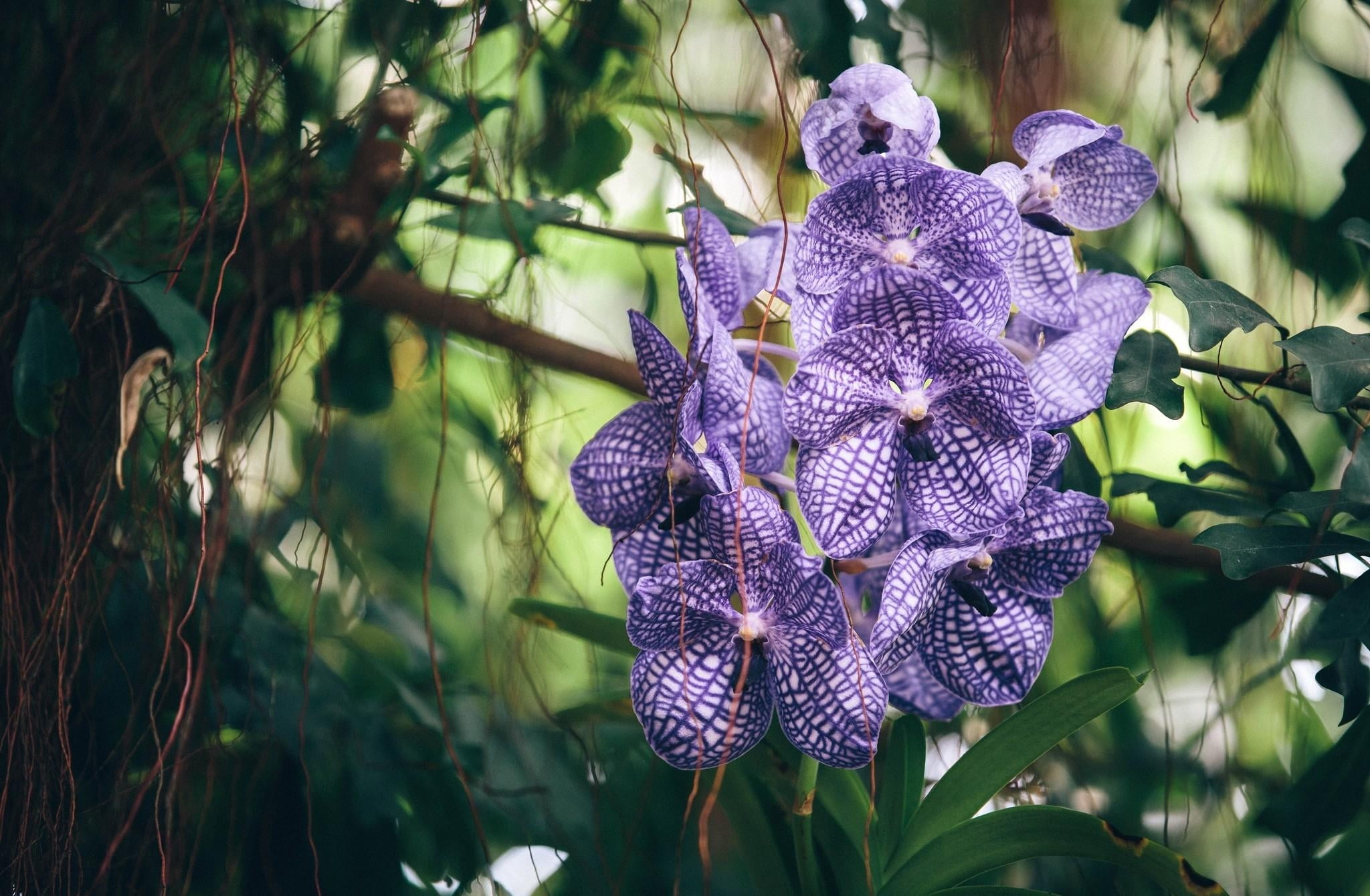 Purple flower HD wallpaper | Wallpaper Flare