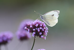 white butterfly on purple flower during daytime, verbena