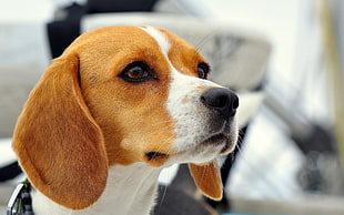 brown and white beagle