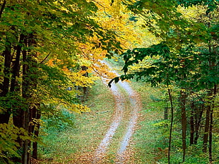 pathway in middle of tress HD wallpaper