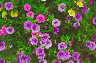 purple petaled flowers HD wallpaper