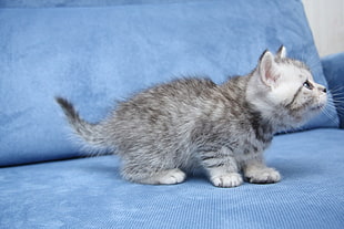 silver tabby kitten on blue suede couch with pillow