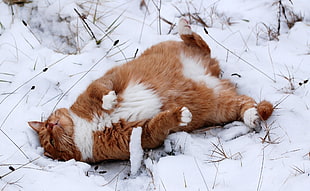 orange and white tabby cat, animals, cat, snow, winter