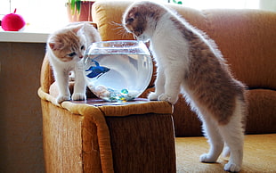 two white and brown cat staring at blue fighting fish inside fish bowl