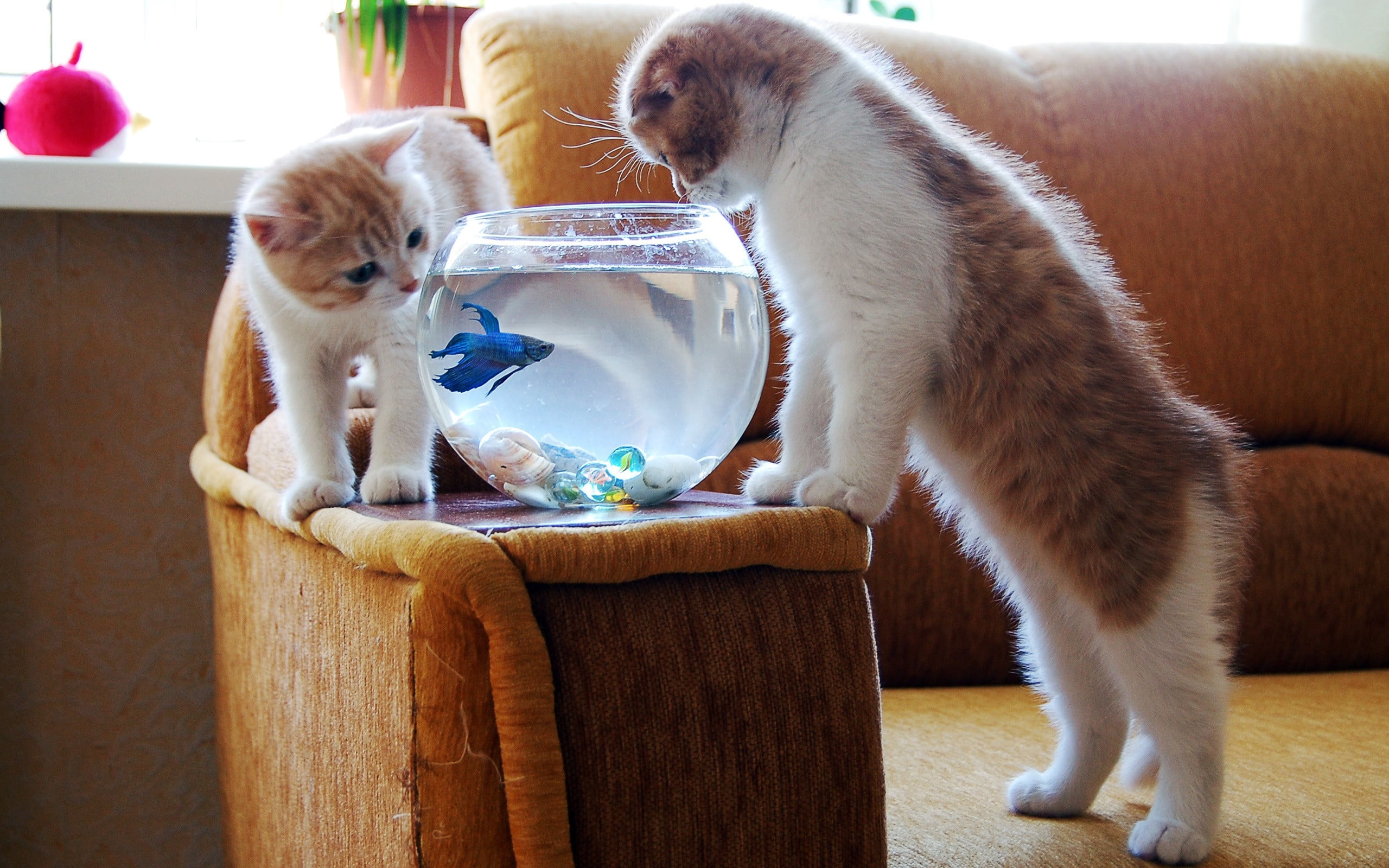 two white and brown cat staring at blue fighting fish inside fish bowl