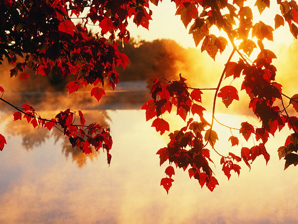 red maple trees HD wallpaper