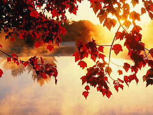 red maple trees