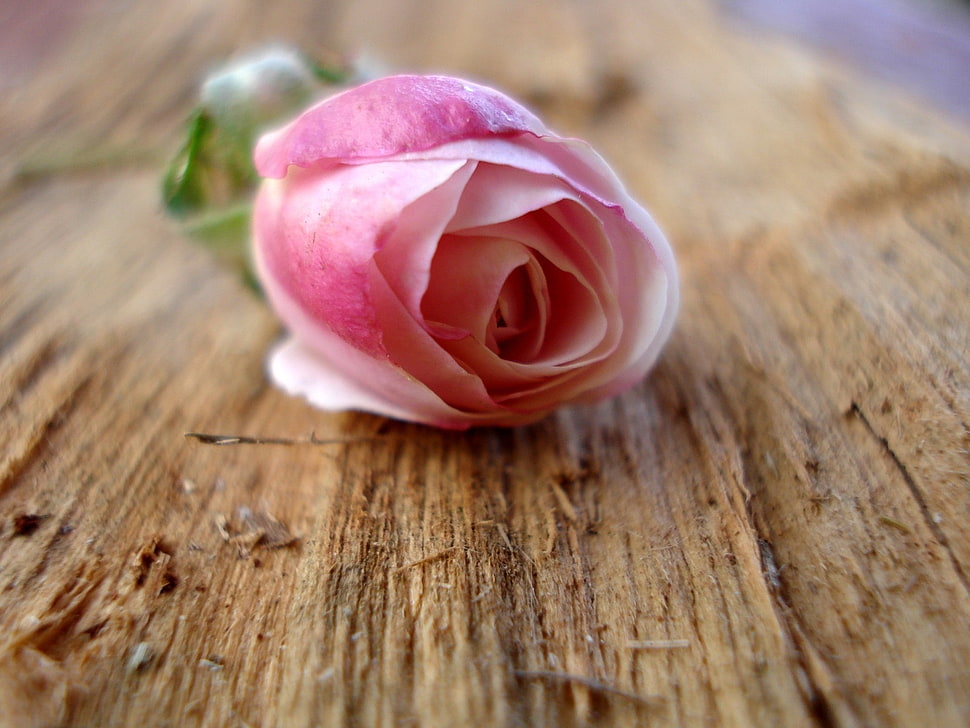 selective focus photography of pink Rose on brown wooden surface HD wallpaper