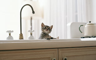 silver tabby cat on white ceramic sink