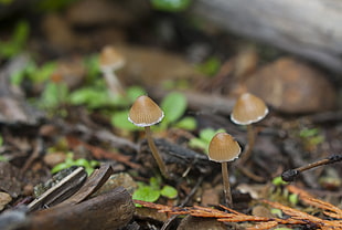 close-up brown mushroom during daytime, psilocybe pelliculosa