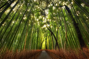 green leaf trees during daytime photo, bamboo HD wallpaper