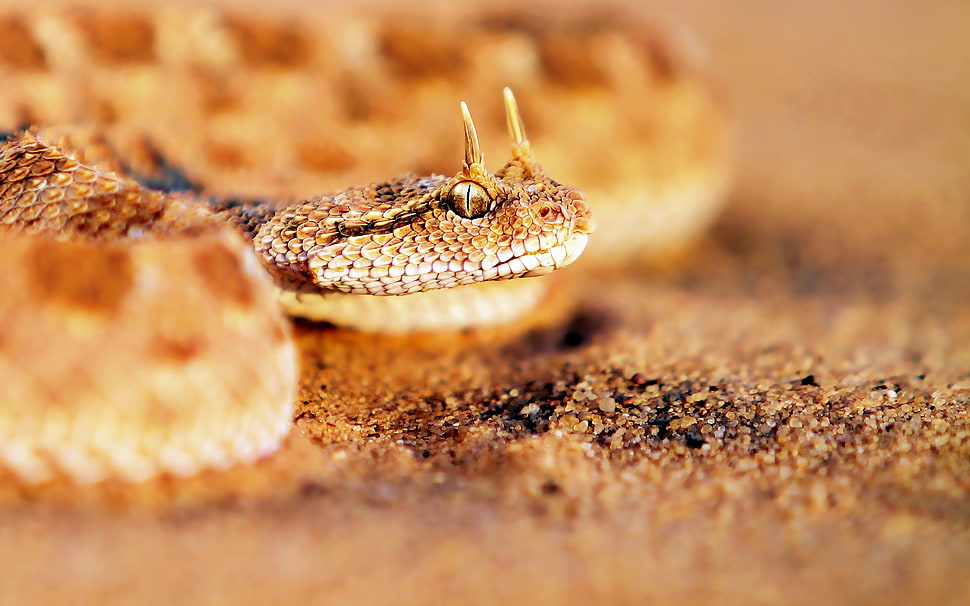 selective focus photography of brown snake HD wallpaper