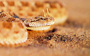 selective focus photography of brown snake