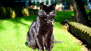 short-coated black cat HD wallpaper