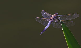 close up photo purple dragonfly, black-tailed skimmer